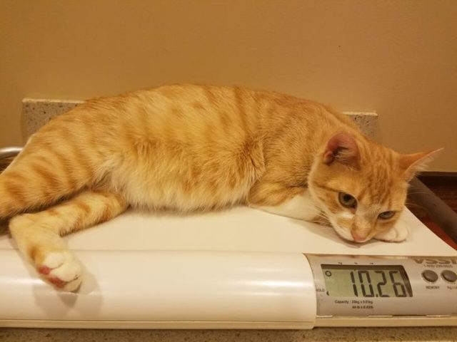 Pregnant-Orange-cat-on-the-top-of-a-scale-weighting-10-pounds.jpg