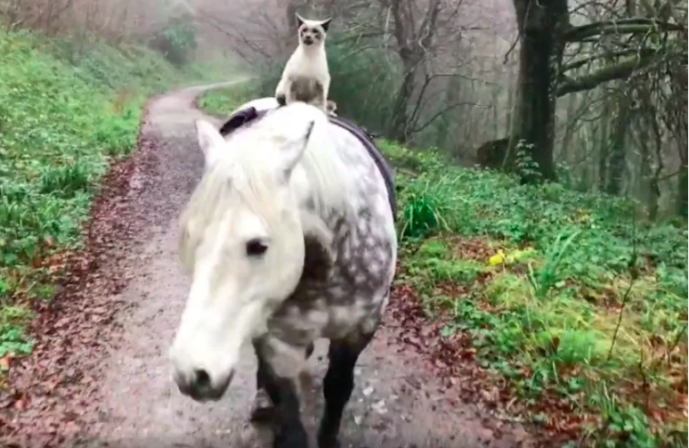 Cat Bonded With Horse ,riding on horseback in a forest