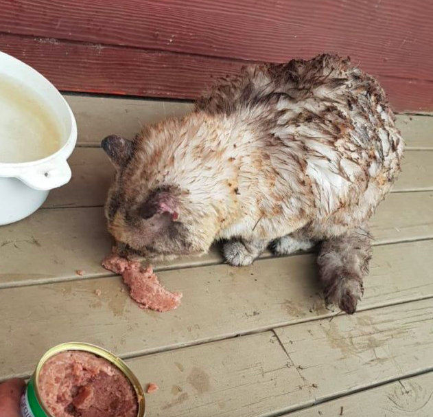 Australian cat with burned fur due to fire eating cat food