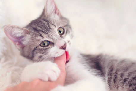 Cat biting on its owner's finger