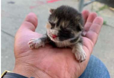 Rescued-calico-kitten-palm-sized-kitten-baby-kitten