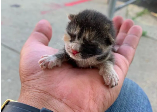 Rescued-calico-kitten-palm-sized-kitten-baby-kitten